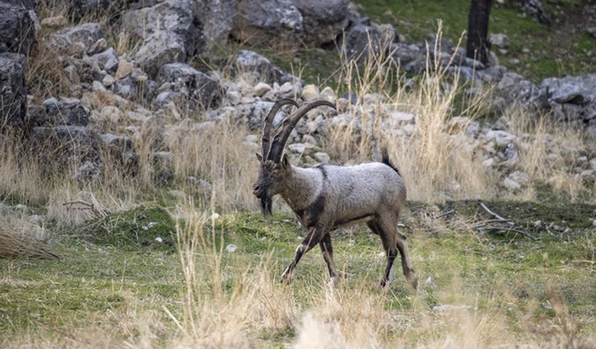 Tunceli’de yaban keçileri güvende