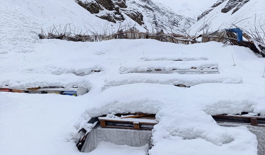 Hakkari’de 137 arı kovanı çığ altında kaldı
