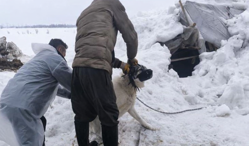 Yüksekova’da Kuduz vakası: Bir köy karantinada