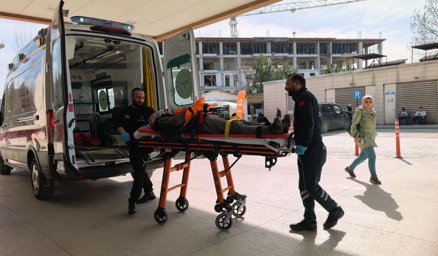 Budadığı ceviz ağacından düşüp yaralandı