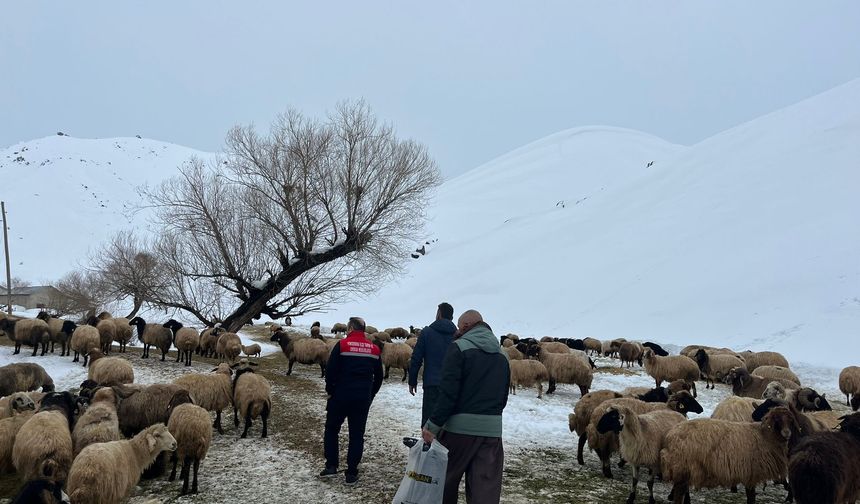Hakkari kırsalda hayvan sağlığı taramaları devam ediyor