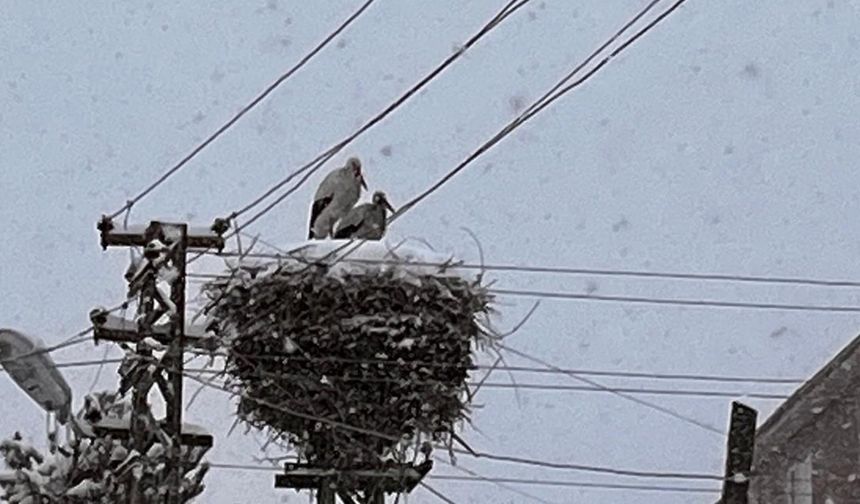 Erken gelen leylekler kara yakalandı