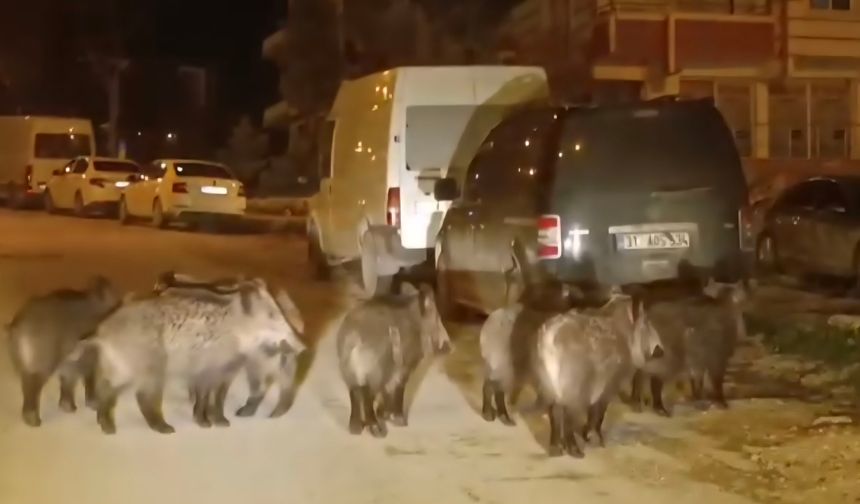 Yaban domuzu sürüsü yerleşim yerine indi