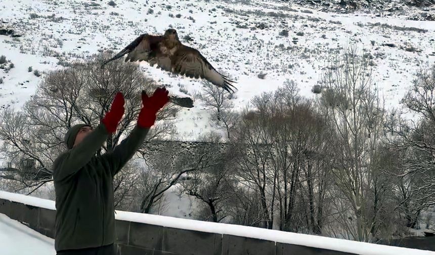 Tedavileri tamamlanan 3 şahin doğaya salındı