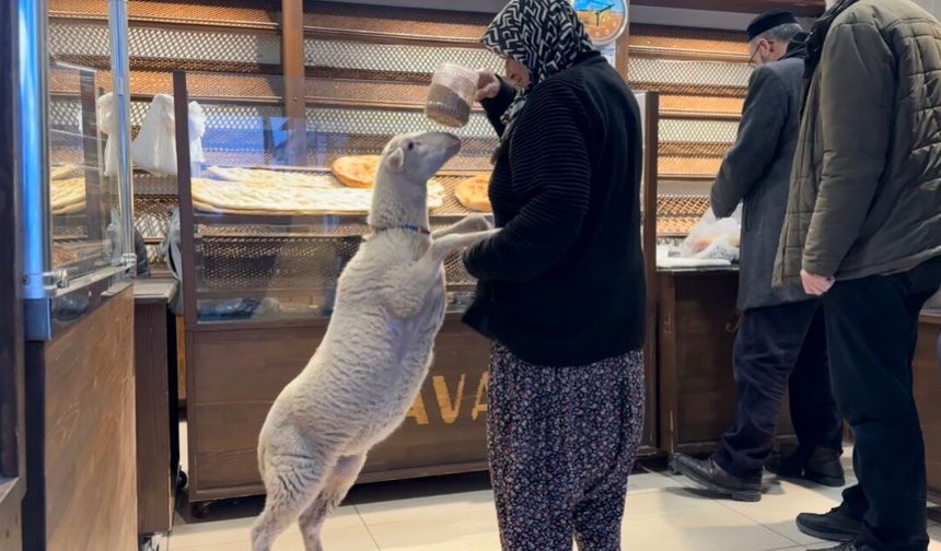 Pide kuyruğunun en sevimli bekleyeni: Çorap