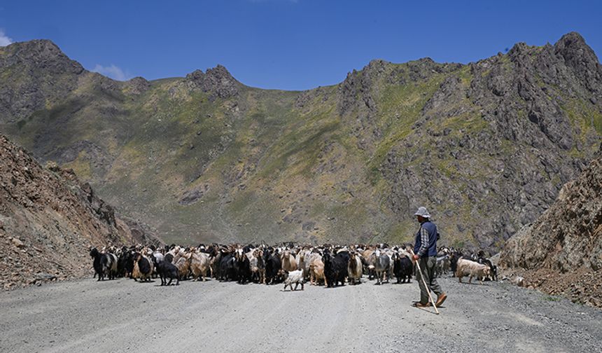 Hakkari’de  küçükbaş hayvan desteği başlıyor