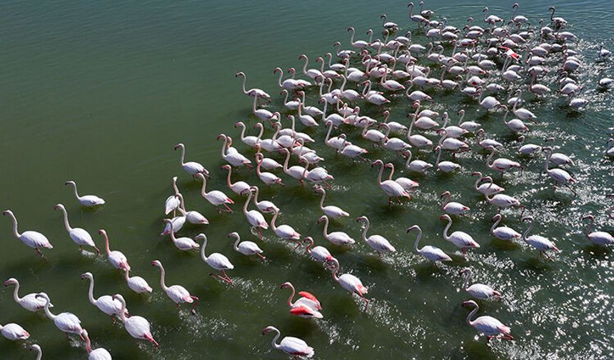 Allı turnalar yıllar sonra geri döndü