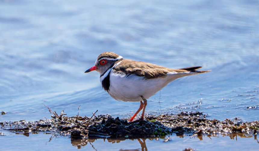 Türkiye’de ilk kez “Takkeli Cılıbıt” görüldü