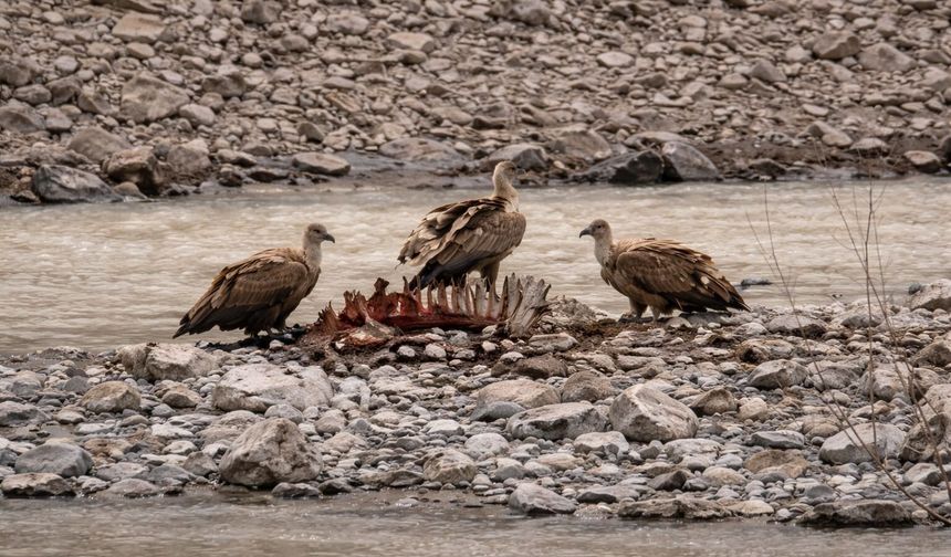 Hakkari’de beslenen akbabalar görüntülendi