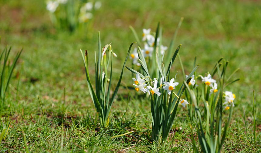 Derecik’te bahar başladı: Doğa yeniden canlandı