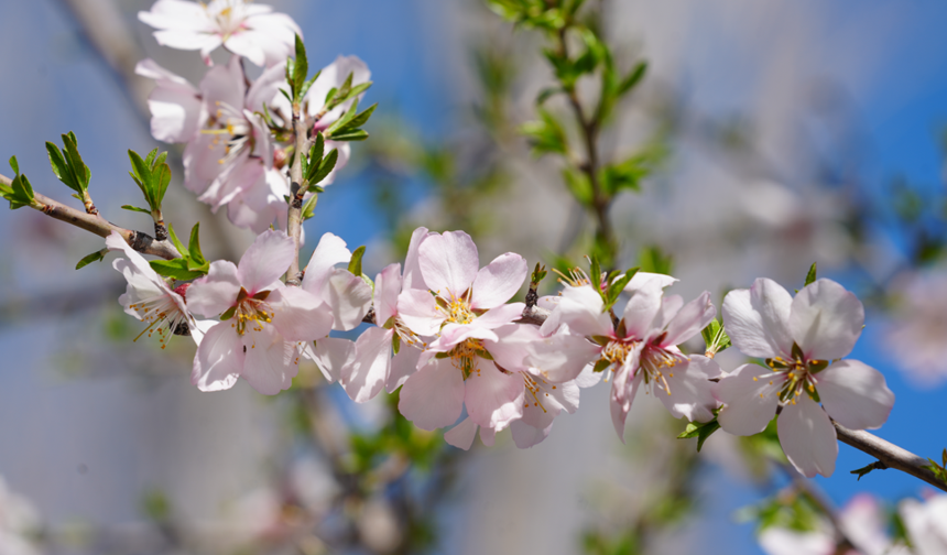 Hakkari Derecik’te doğa şöleni: Çiçekler, dağlar ve şelaleler