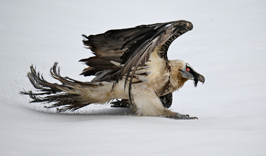 Van’daki merkez yaralı kuşlara umut oluyor