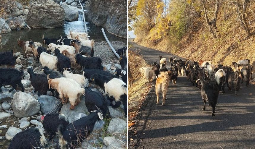 Durankaya’da 42 keçi satışa çıkartıldı