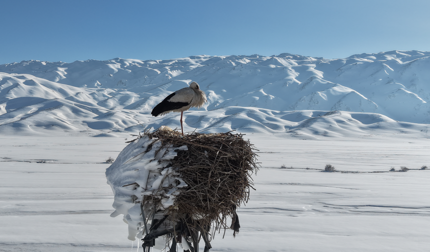 Karla kaplı ovada leylek yuvası görüntülendi