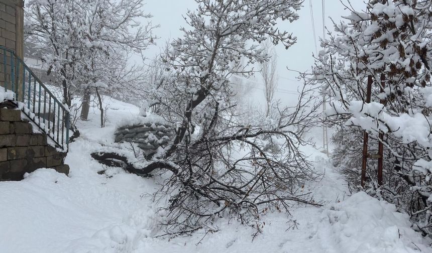 Hakkari’de yoğun kar yağışı ağaç devirdi