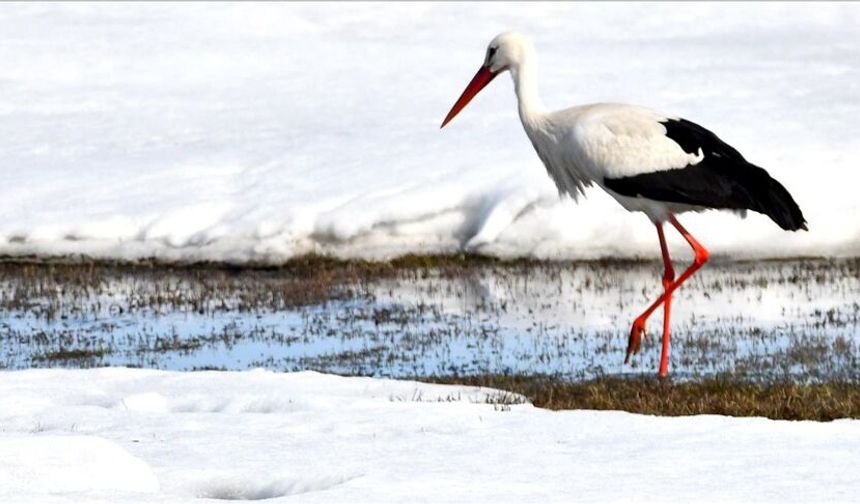 Baharın müjdecisi leylekler Kars'a geldi