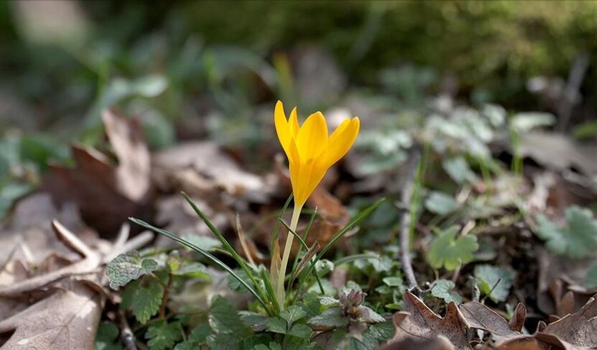 Bahar renkleri Istranca ormanlarını süsledi