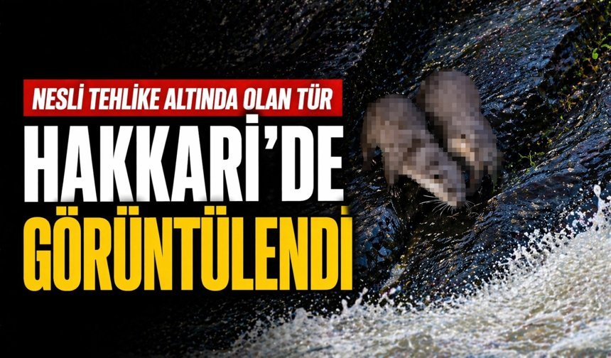 Nesli tehlike altında olan tür Hakkari’de görüntülendi