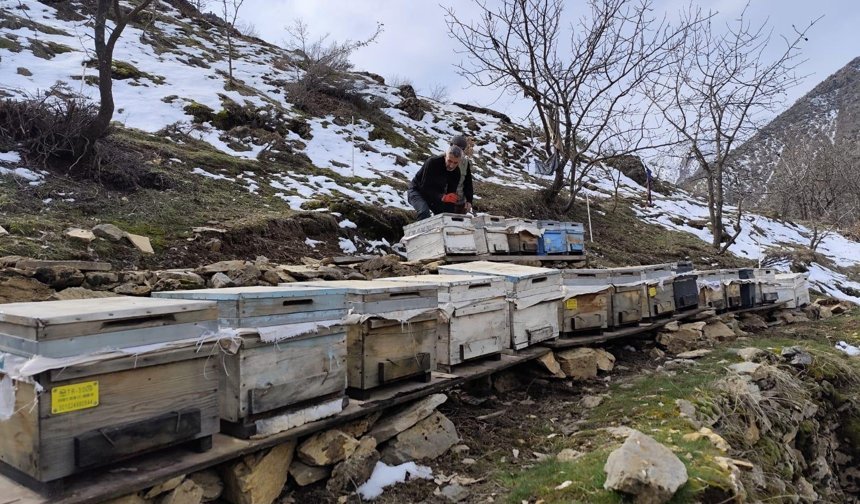 Hakkari’de arıcılar bahar mesaisine başladı