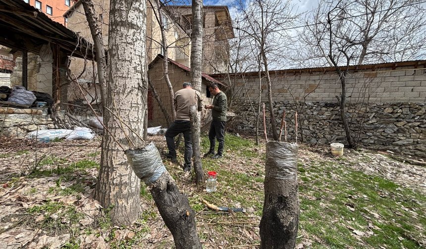 Hakkari’de meyve bahçelerinde bahar mesaisi başladı
