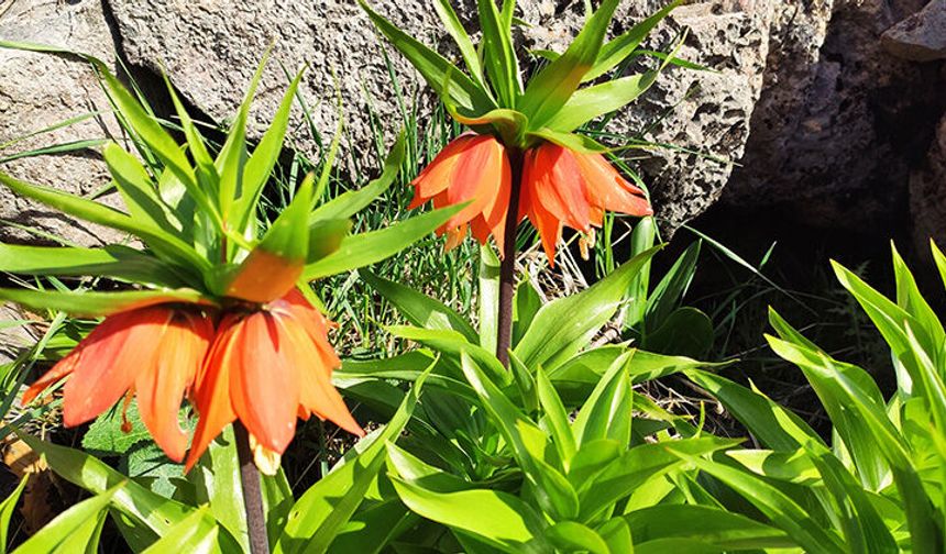 Hakkari’de endemik ters laleler için sıkı denetim