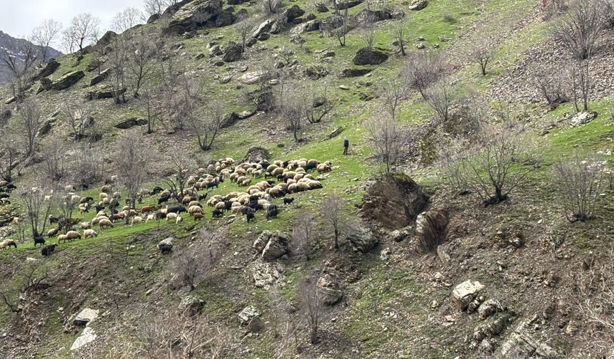 Hakkari'de baharla küçükbaş hayvanlar meralara çıktı