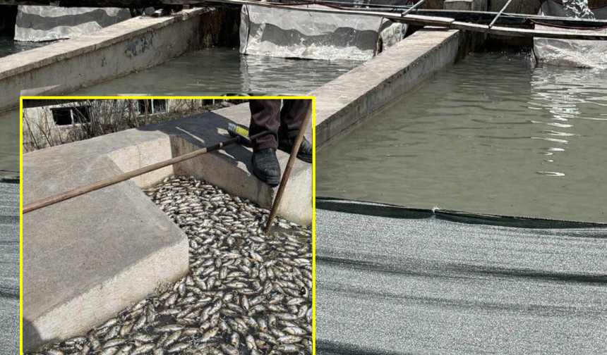 Hakkari’de tesis suyu kirlenince balıklar telef oldu