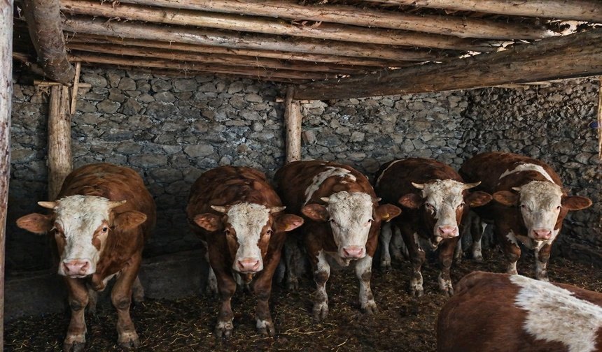 Hakkari'de doğal beslenen kurbanlıklar alıcı bekliyor