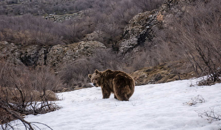 Hakkari’de kış uykusundan uyanan boz ayı görüntülendi