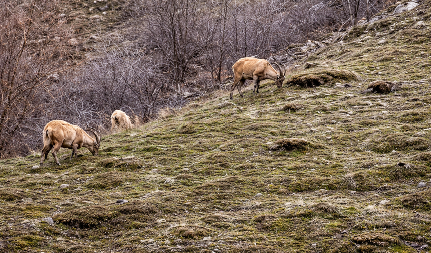 Hakkari'de dağ keçilerinin oyunu görüntülendi