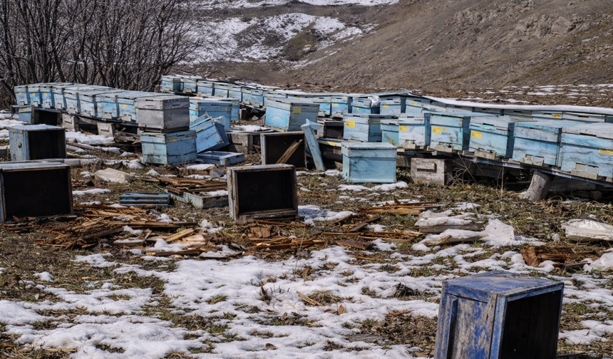Hakkari'de ayılar 40 arı kovanını parçaladı