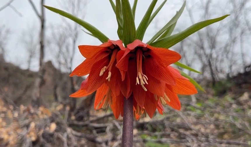 Hakkari'de açan ters laleler doğaya renk kattı