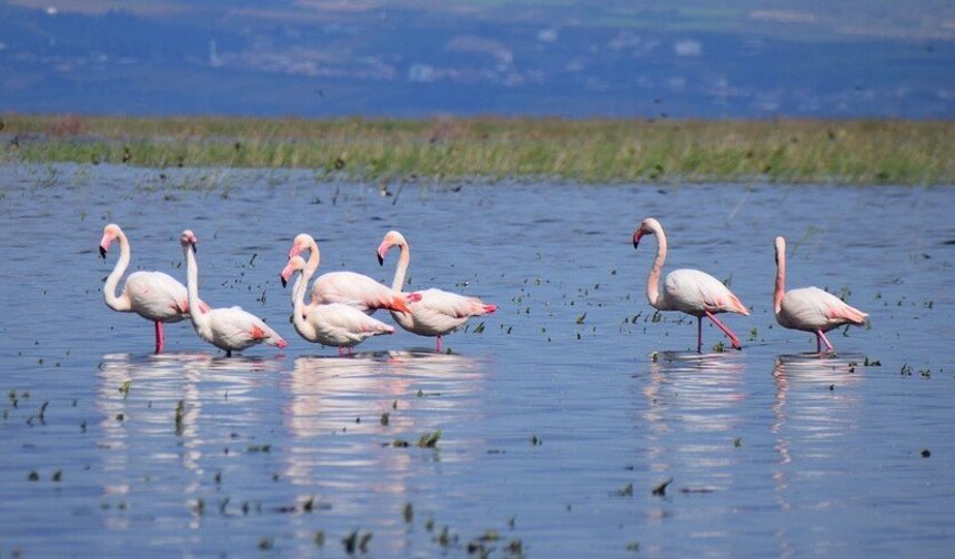 Marmara Gölü yıllar sonra yeniden canlandı