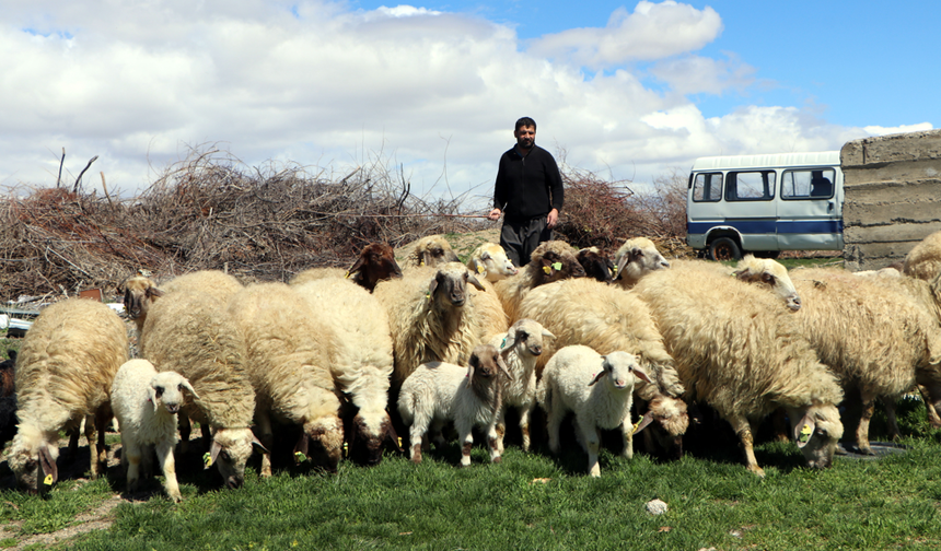 Van’da Norduz koyunlarında doğum heyecanı