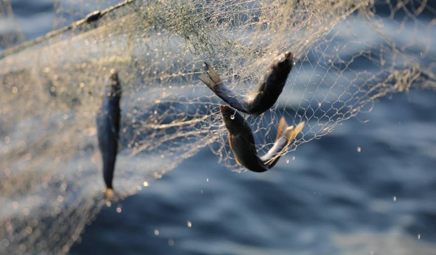 Van Gölü'nde İnci Kefali için ağlar son kez çekiliyor