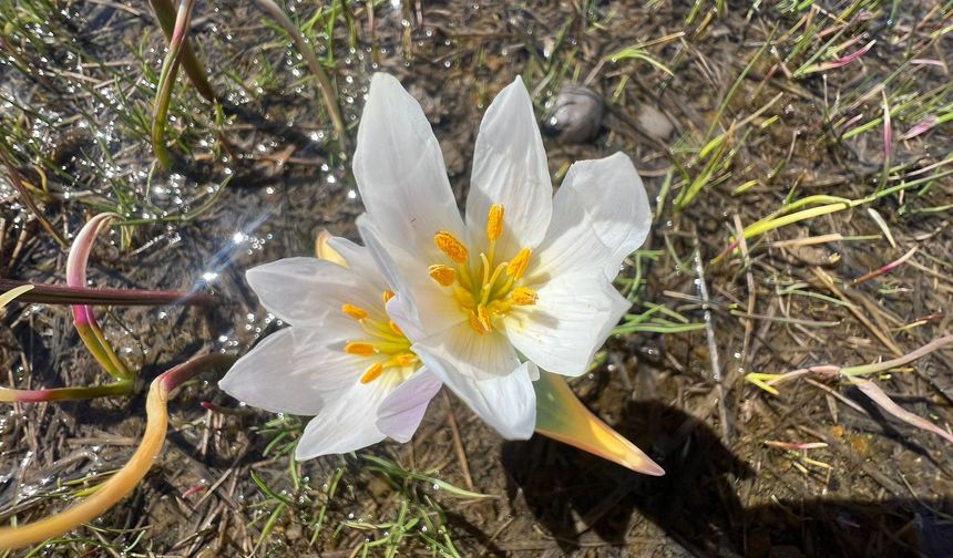 Yüksekova'da baharın müjdecisi kardelenler çiçek açtı