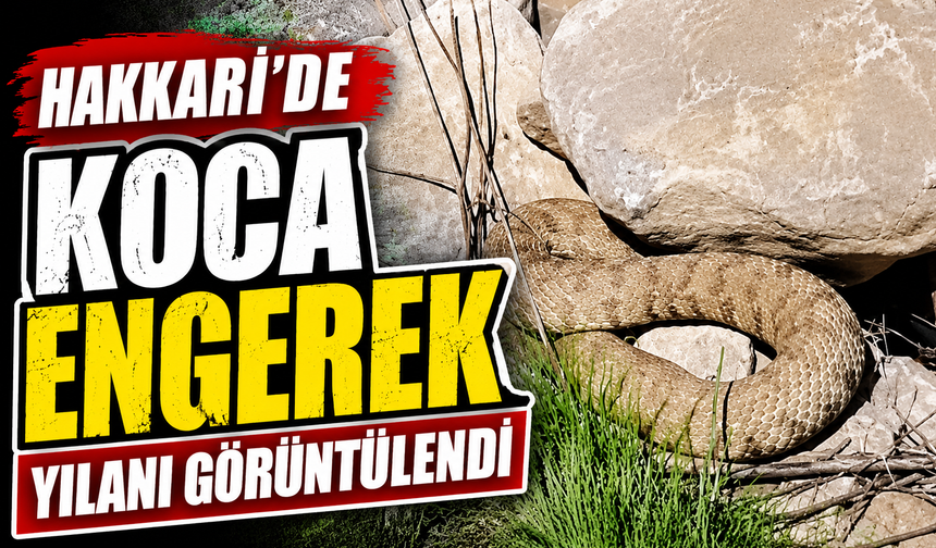 Hakkari'de koca engerek yılanı görüntülendi