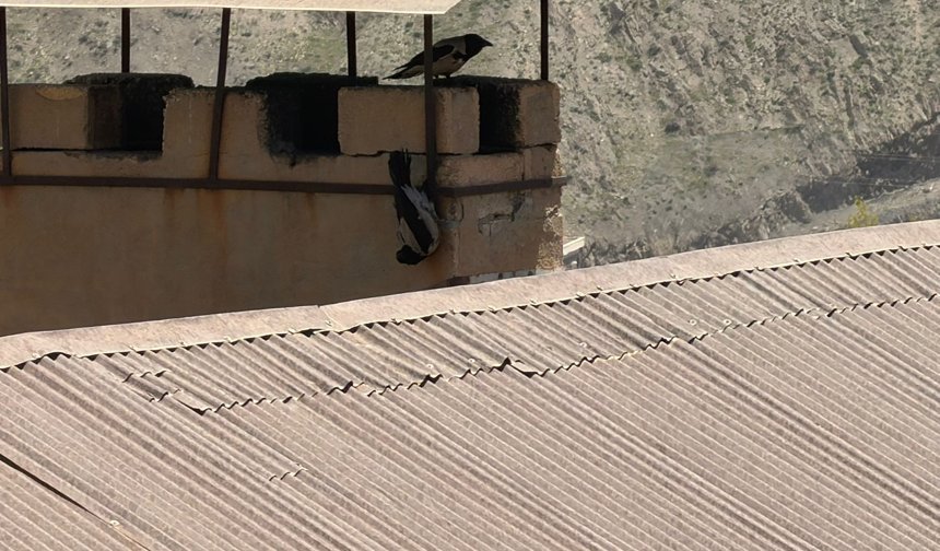 Hakkari’de asılı kalan karga itfaiye ekiplerince kurtarıldı
