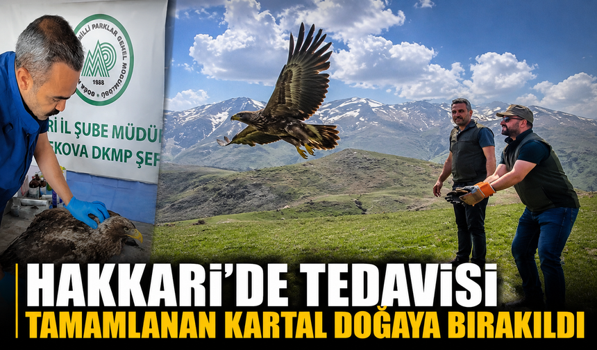 Hakkari’de tedavisi tamamlanan kartal doğaya bırakıldı