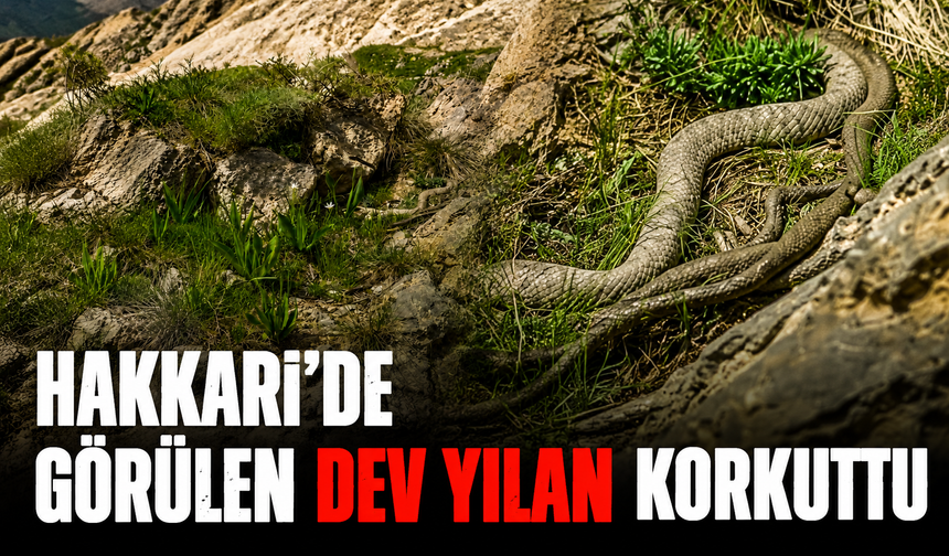 Hakkari’de görülen dev yılan korkuttu