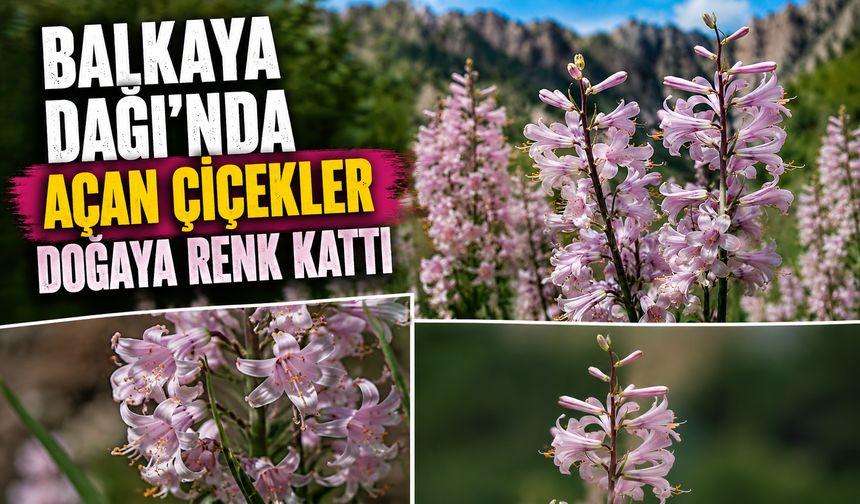 Balkaya Dağı'nda açan çiçekler doğaya renk kattı