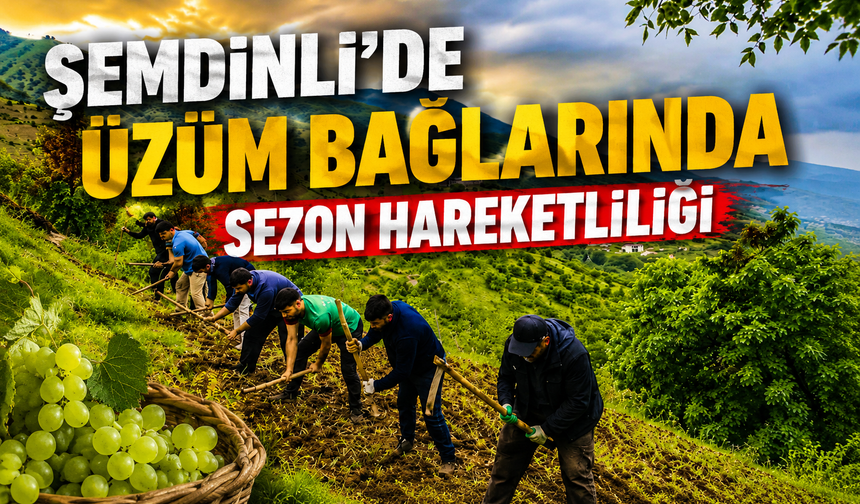 Şemdinli’de üzüm bağlarında sezon hareketliliği