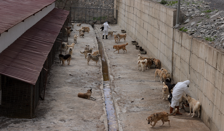 Hakkari’de sahipsiz köpekler koruma altında