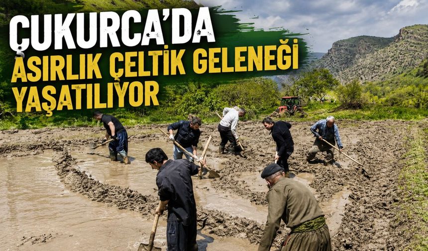Çukurca’da asırlık çeltik geleneği yaşatılıyor