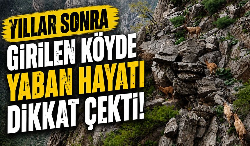 Yıllar sonra girilen köyde yaban hayatı dikkat çekti