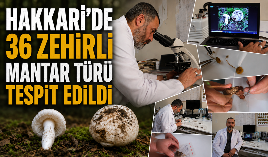 Hakkari’de 36 zehirli mantar türü tespit edildi