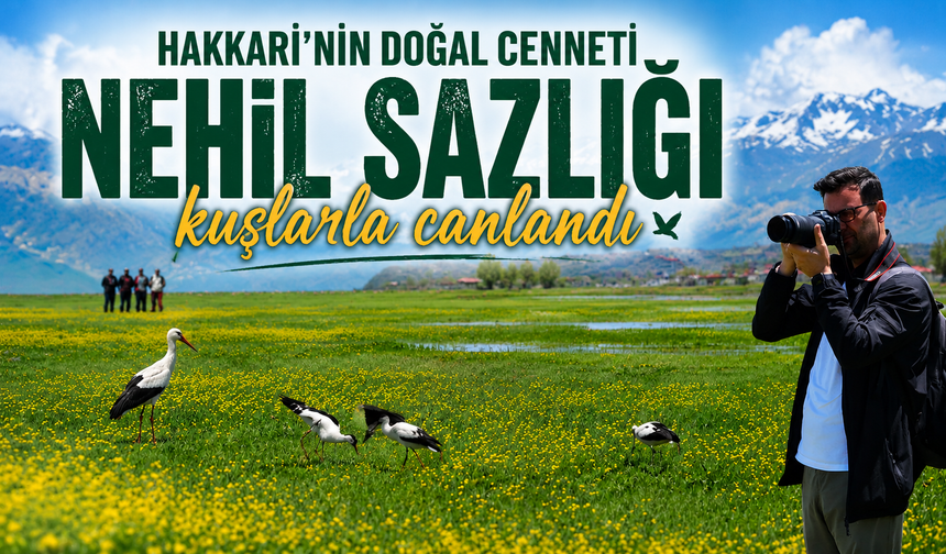 Hakkari'nin doğal zenginliklerinden Nehil Sazlığı kuşlarla canlandı