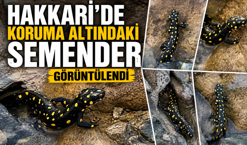 Hakkari'de koruma altındaki semender görüntülendi