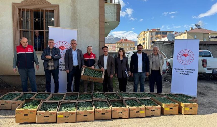 Hakkari'de üreticilere 13 bin 520 sera fidesi dağıtıldı