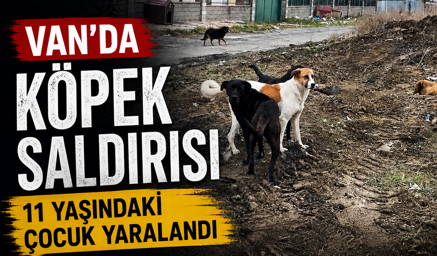 Van’da köpek saldırısı: 11 yaşındaki çocuk yaralandı